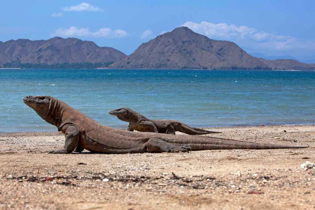 Komodo Dragons