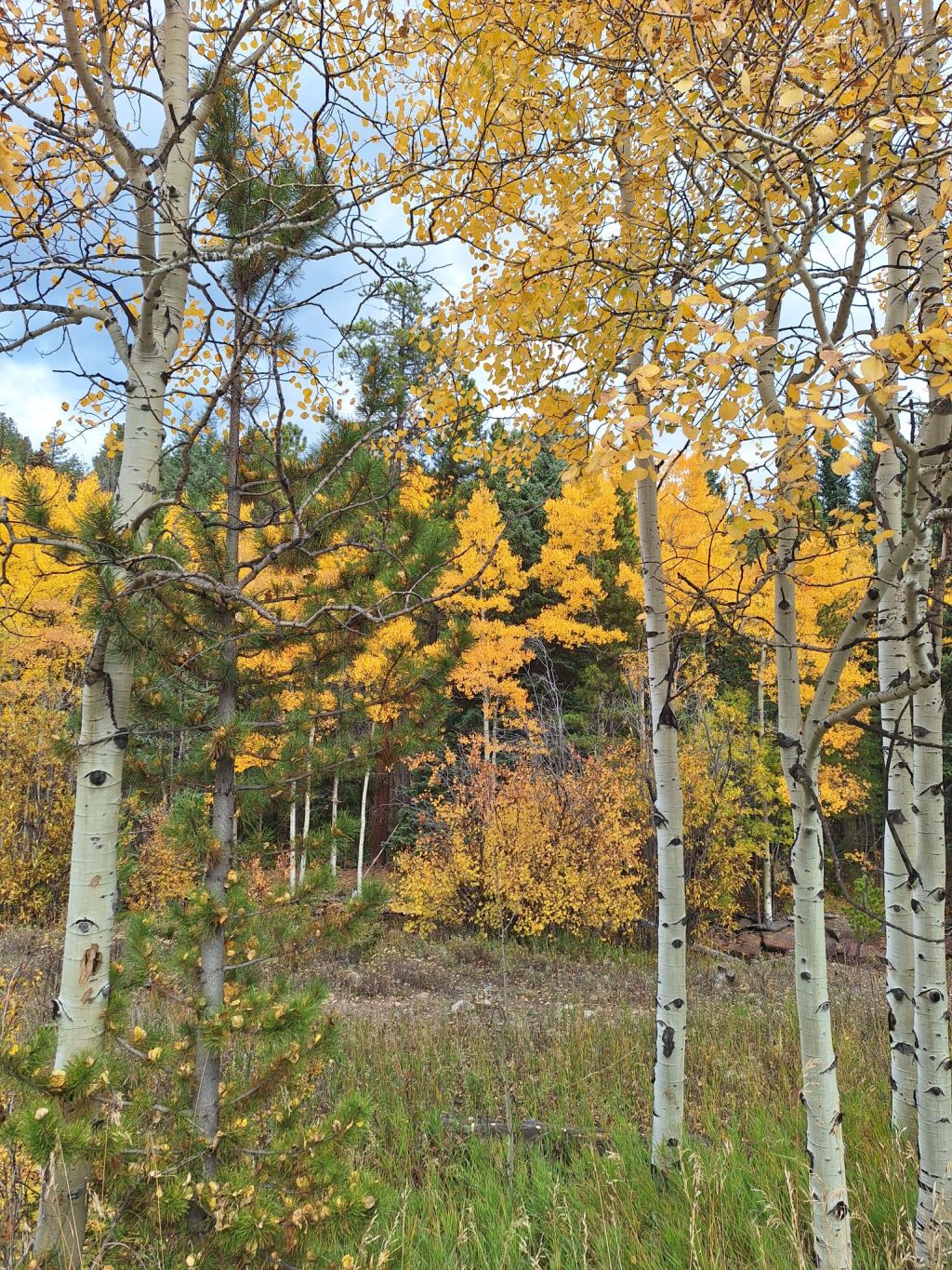 Help Me Choose November’s Affirmation&nbsp;Theme!